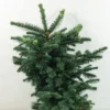 Sapin Noble - Abies Procera Bizarro