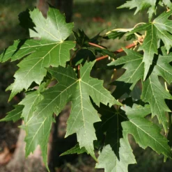 Acer Saccharinum Laciniatum Wieri - Érable Argenté