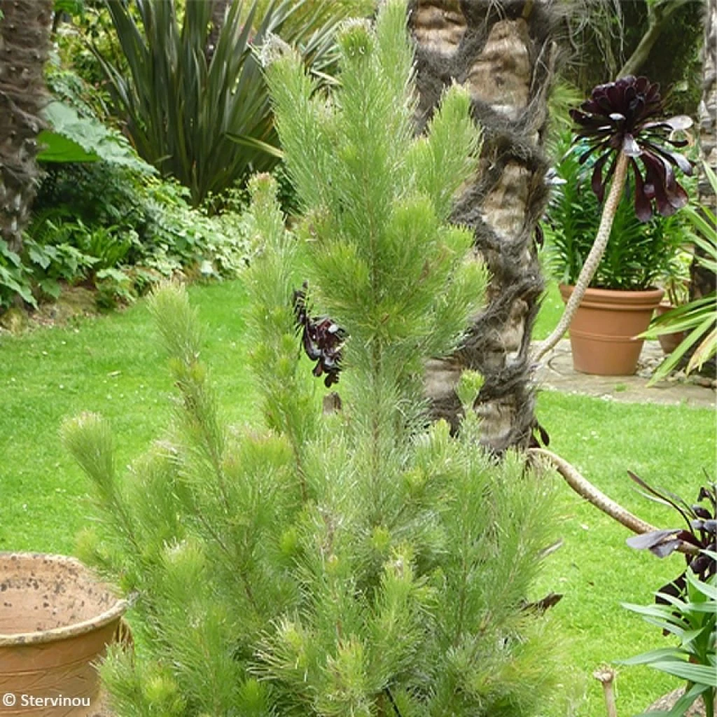 Adenanthos Sericeus - Buisson Laineux 1 Adenanthos Sericeus - Buisson Laineux