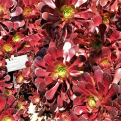 Aeonium Arboreum Garnet - Aeonium En Arbre