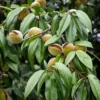 Amandier Nain Autofertile Fruit Me Almond Me - Prunus Dulcis