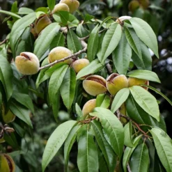 Amandier Nain Autofertile Fruit Me Almond Me - Prunus Dulcis