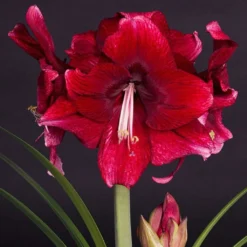 Amaryllis Daphne - Hippeastrum