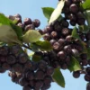 Aronia Prunifolia Nero - Aronie à Gros Fruits.