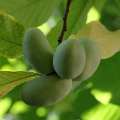 Asimina Triloba Shenandoah - Asiminier, Pawpaw