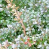 Berberis Media Red Jewel - Epine-vinette