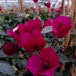 Bougainvillier Spectabilis Pourpre Violacé