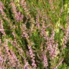 Bruyère D'été - Calluna Vulgaris Marleen