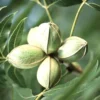 Carya Illinoinensis - Noix De Pécan - Pacanier