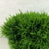 Chamaecyparis Lawsoniana Green Globe - Cyprès De Lawson Nain