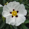 Cistus Alan Fradd - Ciste Pourpre à Fleurs Blanches.