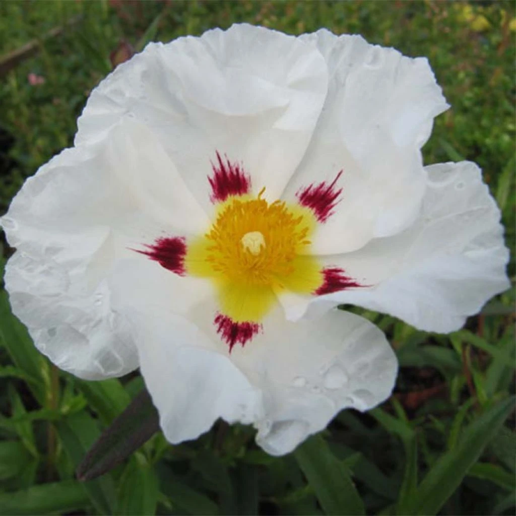 Cistus (x) Loretii - Ciste à Feuilles étroites 1 Cistus (x) Loretii - Ciste à Feuilles étroites