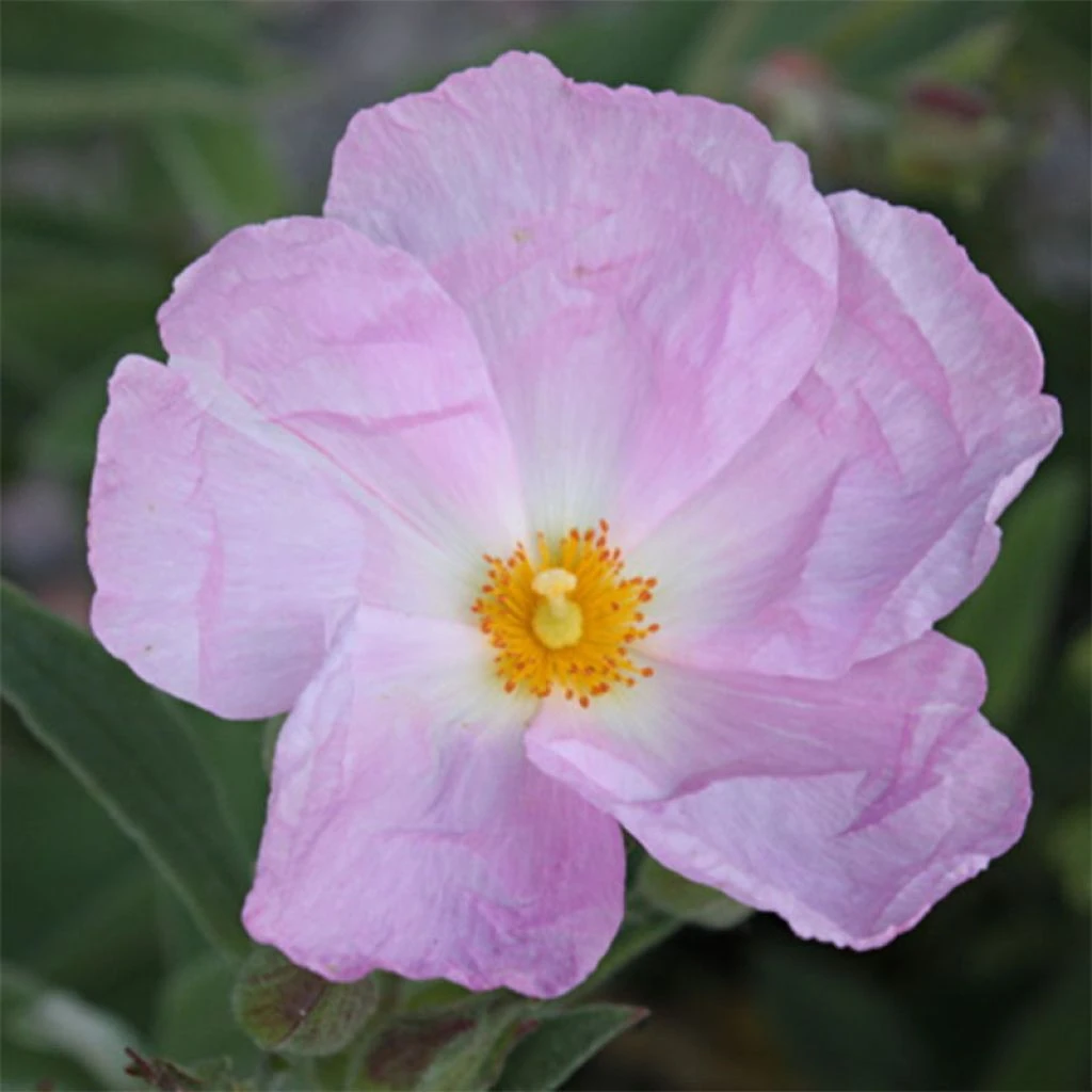 Cistus Argenteus Peggy Sammons - Ciste Hybride 1 Cistus Argenteus Peggy Sammons - Ciste Hybride