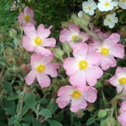 Ciste Silver Pink - Cistus Argenteus