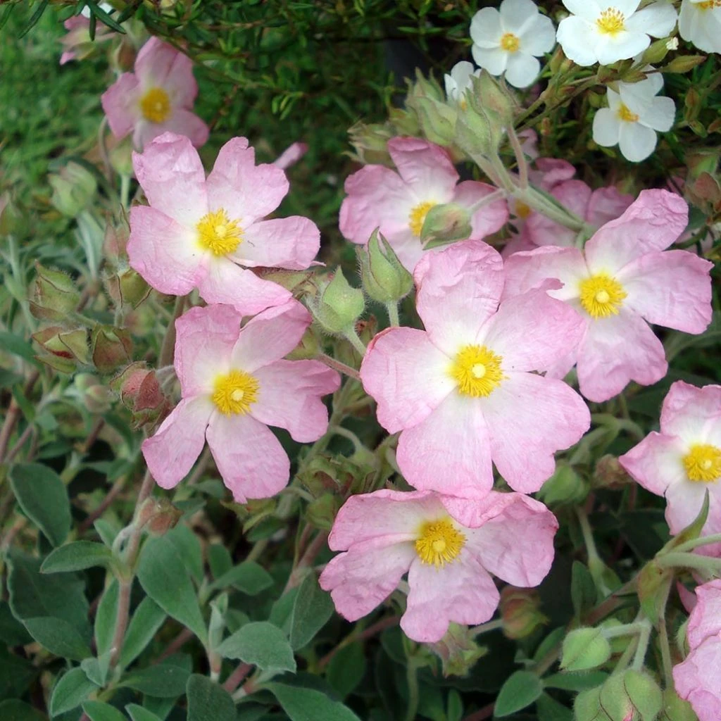 Ciste Silver Pink - Cistus Argenteus 1 Ciste Silver Pink - Cistus Argenteus