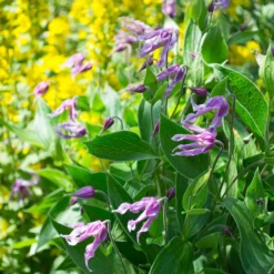 Clématite - Clematis Integrifolia Jessica