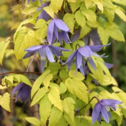 Clématite - Clematis Alpina Stolwijk Gold