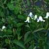 Clématite - Clematis Integrifolia Baby White