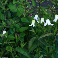 Clématite - Clematis Integrifolia Baby White