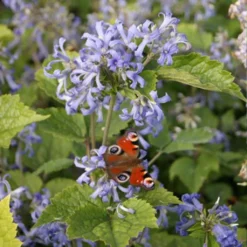 Clématite Herbacée - Clematis Heracleifolia