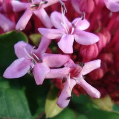 Clerodendrum Bungei - Clérodendron De Bunge