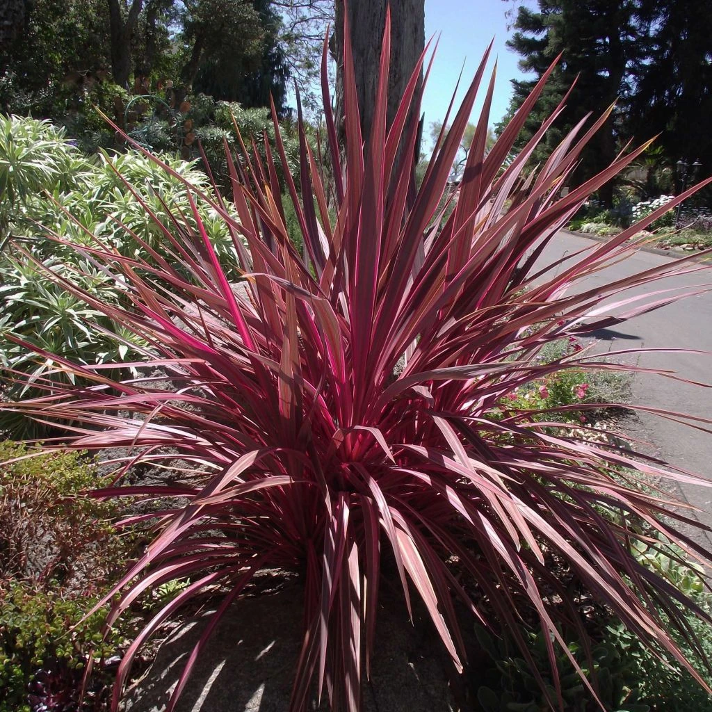 Cordyline Banksii Electric Pink 1 Cordyline Banksii Electric Pink