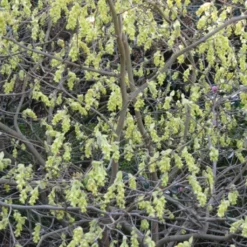 Corylopsis Spicata - Faux Noisetier
