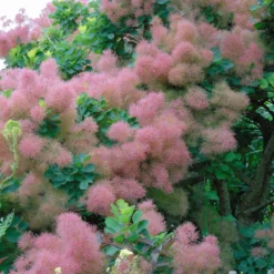 Cotinus Smokey Joe - Arbre à Perruque Nain.