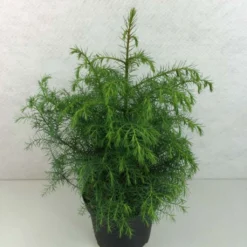 Cryptomeria Japonica Elegans Viridis