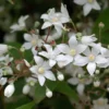 Deutzia Setchuenensis Corymbiflora