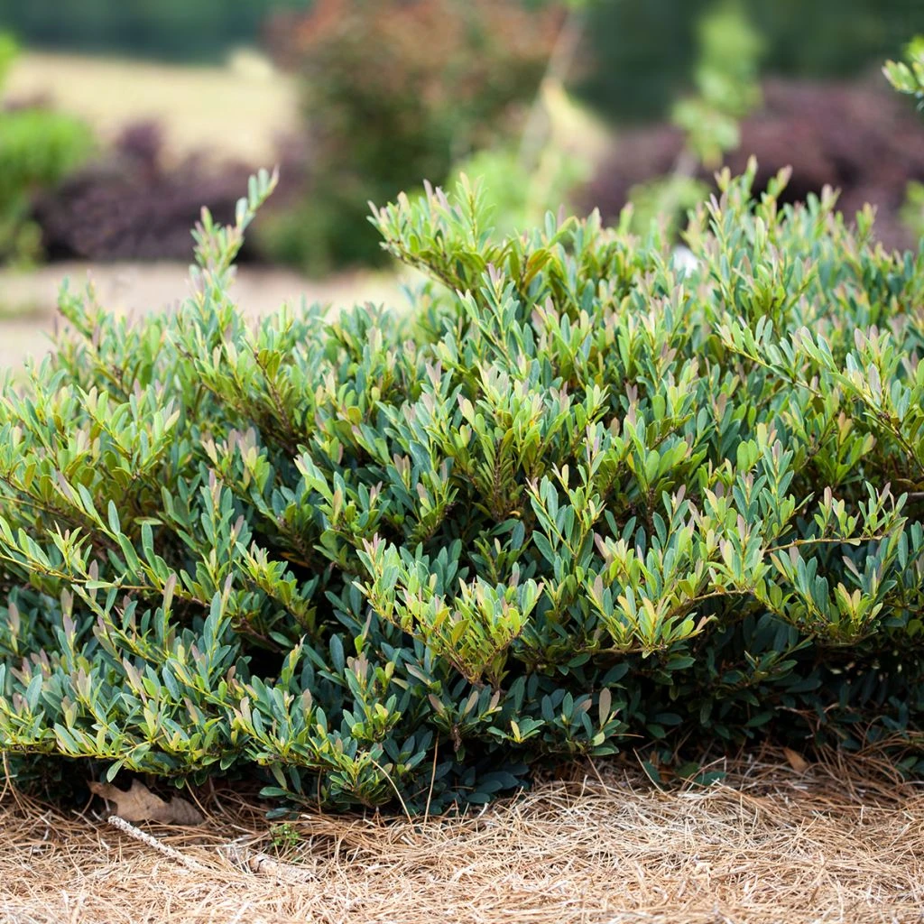 Distylium Cinnamon Girl 1 Distylium Cinnamon Girl