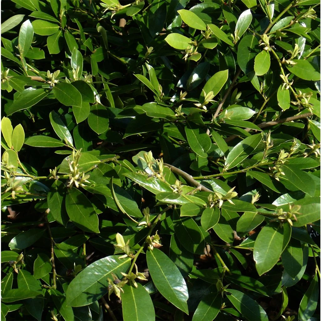 Distylium Emerald Heights 1 Distylium Emerald Heights