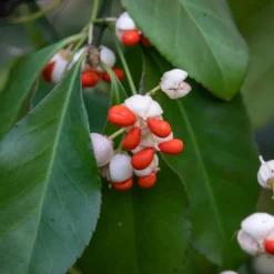 Euonymus Tonkinensis - Fusain Du Tonkin