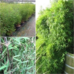 Fargesia Nitida Black Pearl - Bambou Non Traçant