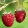 Framboisier Délice De Framboise (non Remontant) Bio