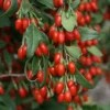 Goji Sweet Lifeberry - Lycium Barbarum