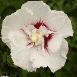 Hibiscus Syriacus French Point - Althéa à Fleurs Doubles