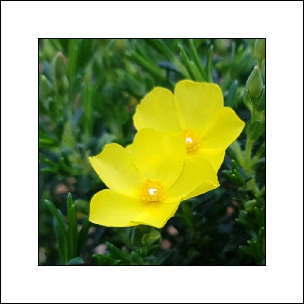 Halimium April Sun - Faux-ciste Jaune. 1 Halimium April Sun - Faux-ciste Jaune.