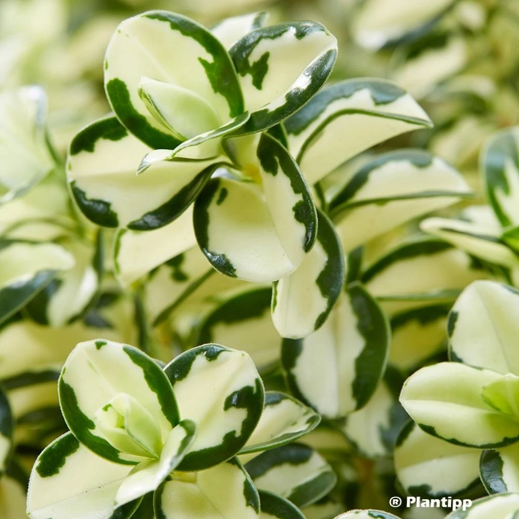 Hebe Leopard Spot - Véronique Arbustive 1 Hebe Leopard Spot - Véronique Arbustive