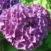 Hortensia - Hydrangea Macrophylla Hovaria Hobergine