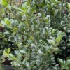 Houx - Ilex X Meserveae Heckenpracht