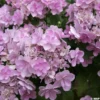 Hortensia - Hydrangea Macrophylla You And Me Forever