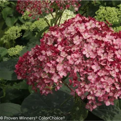 Hortensia Arborescens Ruby Annabelle