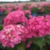 Hortensia - Hydrangea Macrophylla Endless Summer Bloomstar