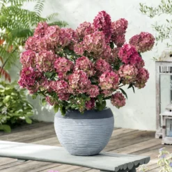 Hydrangea Paniculata Petite Star - Hortensia Paniculé