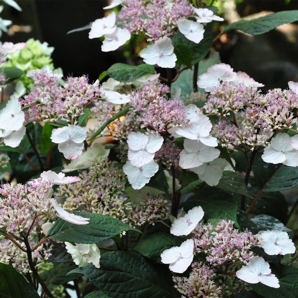 Hortensia - Hydrangea Serrata Intermedia 1 Hortensia - Hydrangea Serrata Intermedia