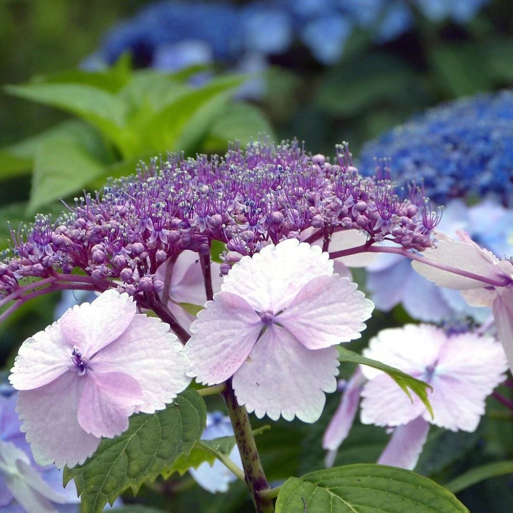 Hortensia - Hydrangea Serrata Klaveren 1 Hortensia - Hydrangea Serrata Klaveren
