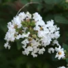 Lagerstroemia Indica Pixie White - Lilas Des Indes