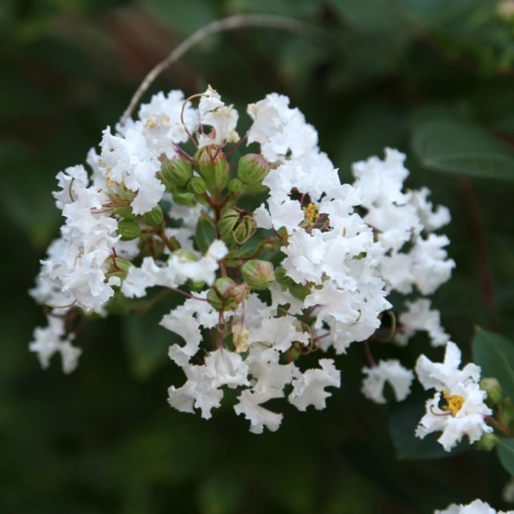 Lagerstroemia Indica Pixie White - Lilas Des Indes 1 Lagerstroemia Indica Pixie White - Lilas Des Indes