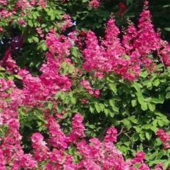 Lagerstroemia Indica Rose Fuchsia - Lilas Des Indes